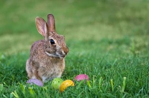 Cute bunny and Easter eggs in the grass