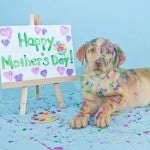 A sweet little Lab puppy that looks like he just made a mess painting a picture for Mom.